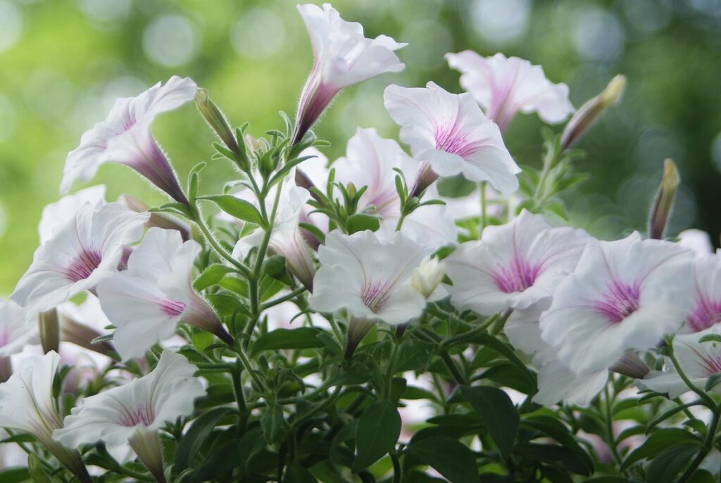 author, skibka, photo - pixabay license